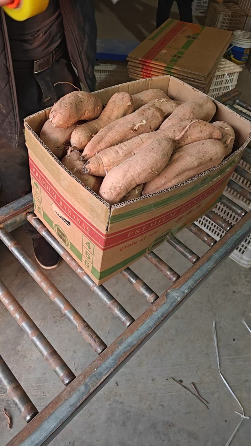河北！沙地白哈密红薯条形好口感软糯甜可对接电商团批发商！