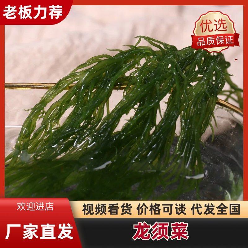 天然新鲜海藻盐渍龙须菜凉拌火锅菜鹿角菜头发菜海发菜海藻