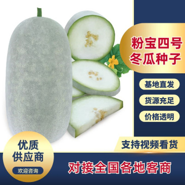 粉宝四号粉皮小冬瓜早熟实心上粉快芽率好！