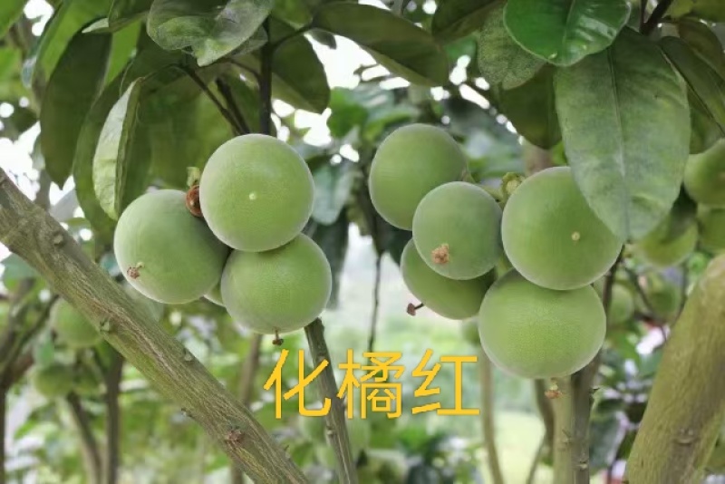 精品正宗化橘红边角料，大量有货品质保证产地直发