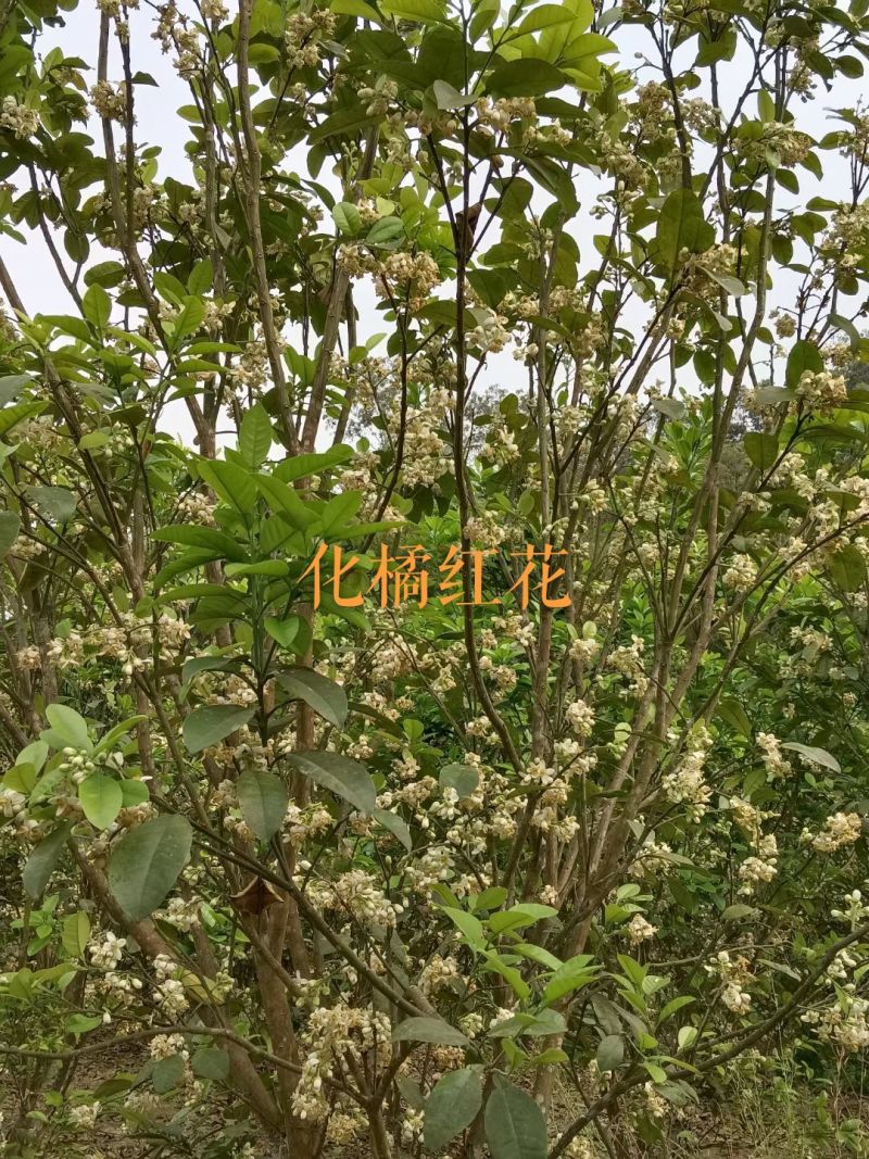 精品正宗化橘红边角料，大量有货品质保证产地直发