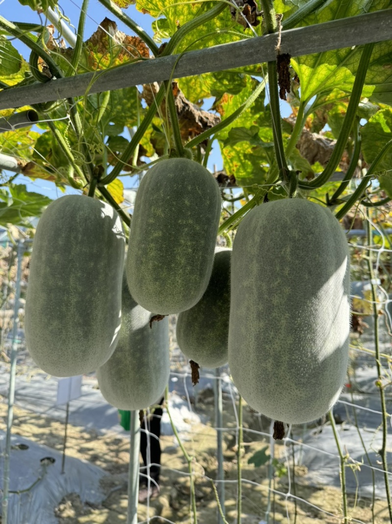 粉宝四号粉皮小冬瓜早熟实心上粉快芽率好！