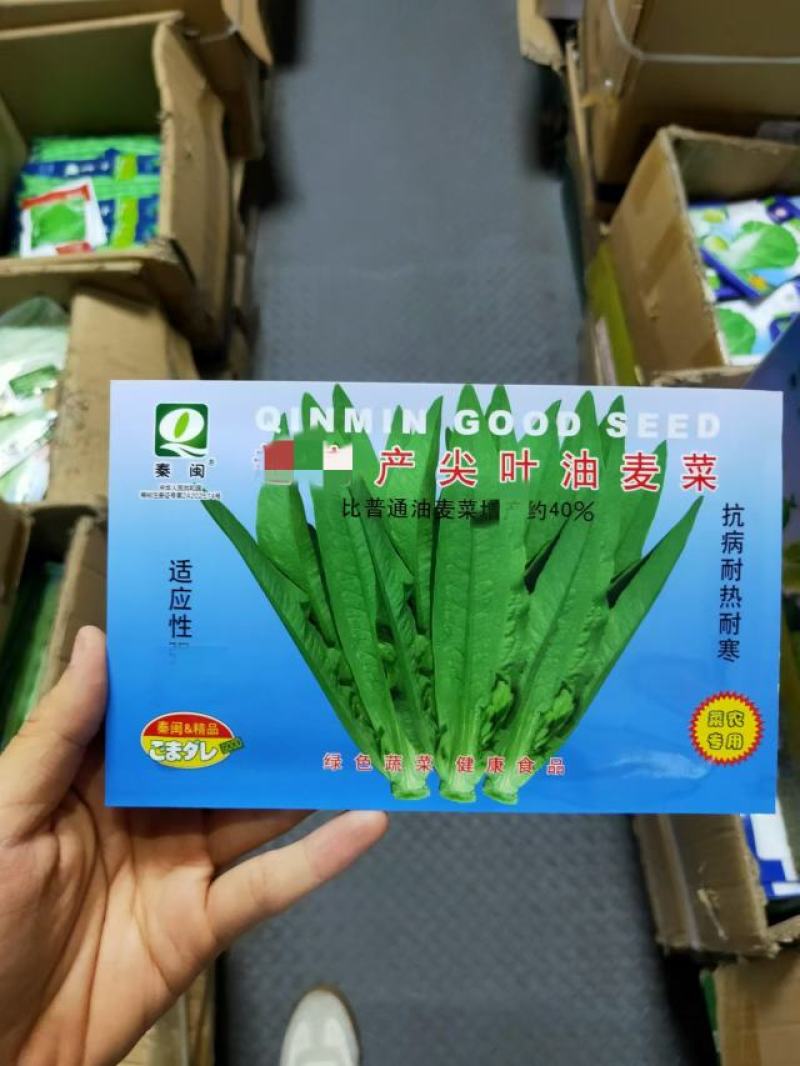 四季油麦菜种子耐热寒鲜嫩清香庭院盆栽四季春季秋冬夏蔬菜子