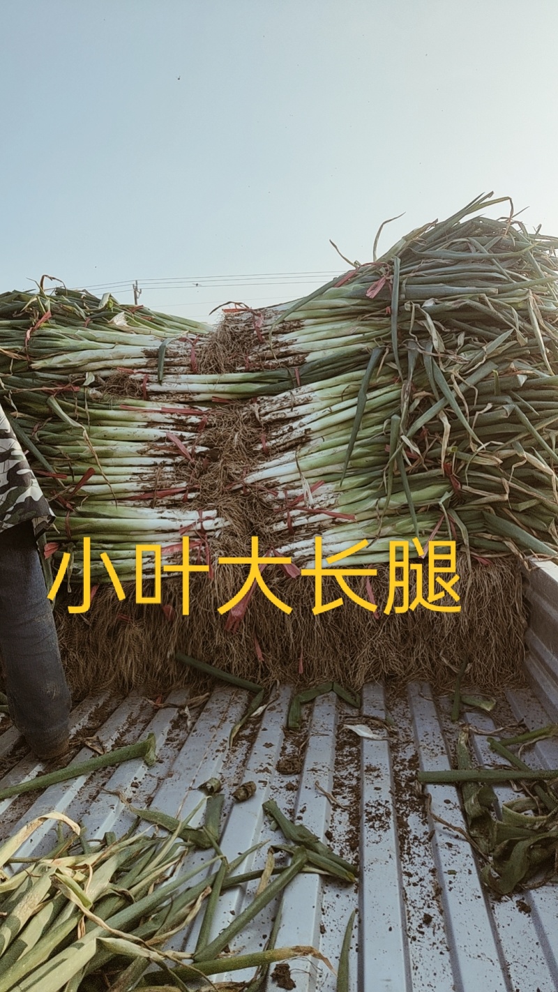 长白大葱产地直供全国杆子硬实并有专业团队为你服务！