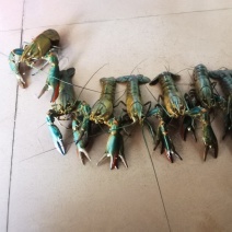 澳洲龙虾