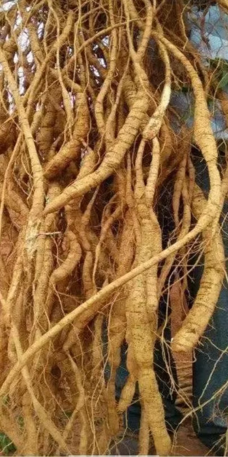 广西梧州优质选种牛大力种子，品种优良，量大优惠