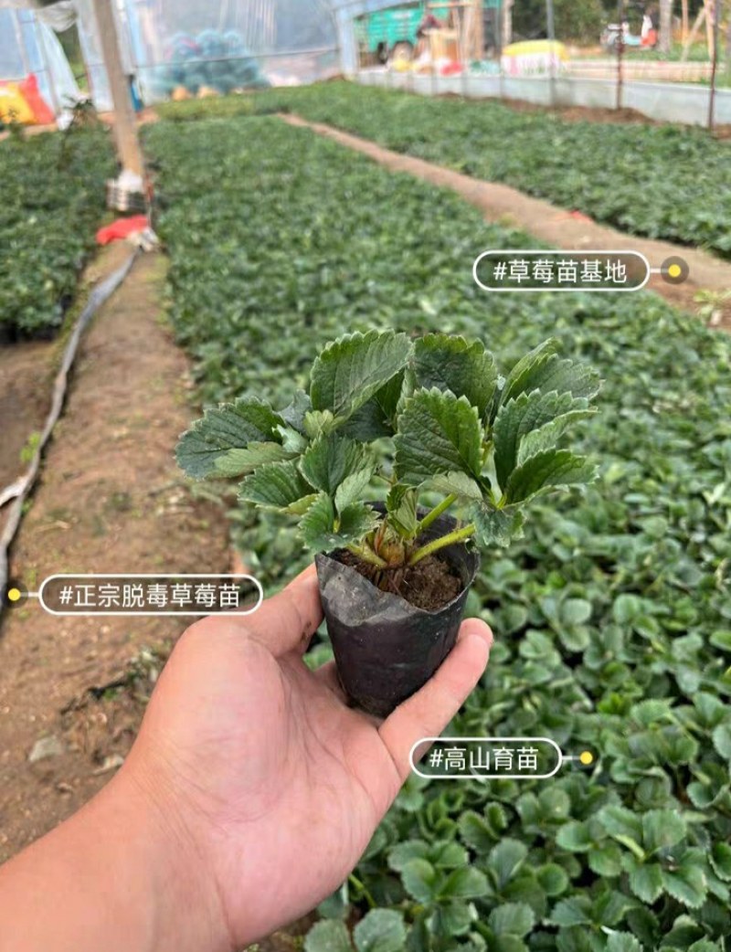 #草莓苗#草莓苗草莓苗杯苗草莓苗批发草莓苗四季草莓苗