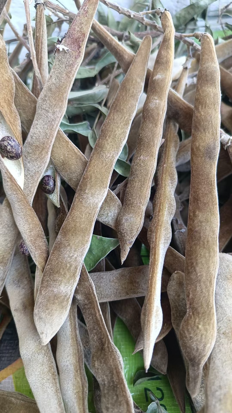 广西梧州优质选种牛大力种子，品种优良，量大优惠