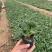 #草莓苗#草莓苗草莓苗杯苗草莓苗批发草莓苗四季草莓苗