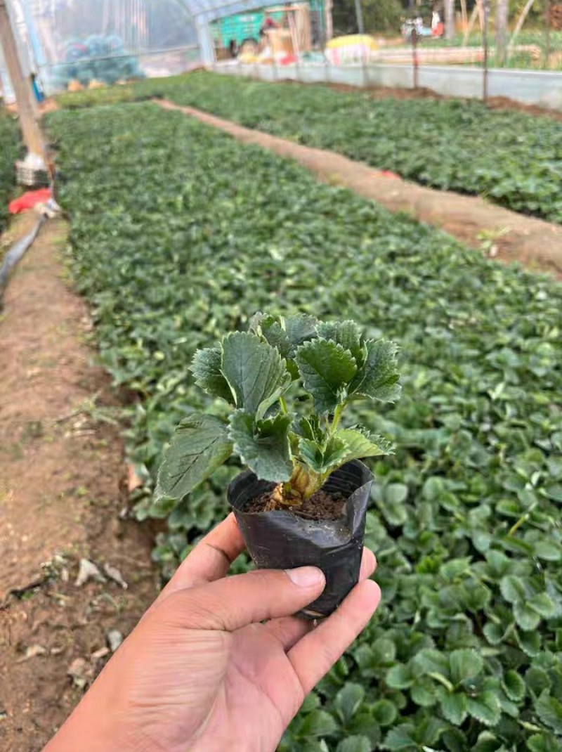 #草莓苗#草莓苗草莓苗杯苗草莓苗批发草莓苗四季草莓苗