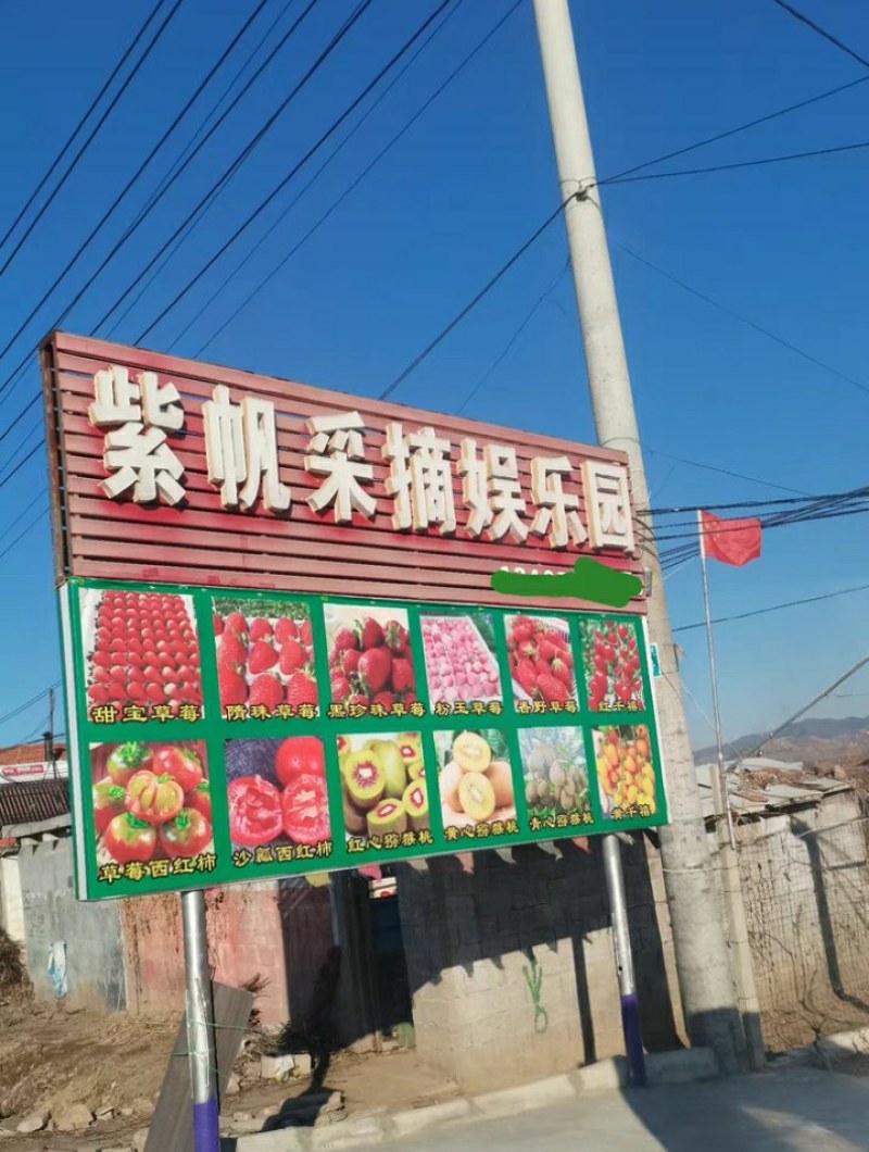 #草莓苗#草莓苗草莓苗杯苗草莓苗批发草莓苗四季草莓苗