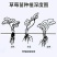 #草莓苗#草莓苗草莓苗杯苗草莓苗批发草莓苗四季草莓苗
