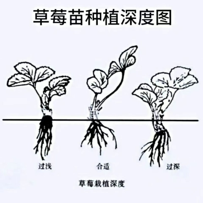 #草莓苗#草莓苗草莓苗杯苗草莓苗批发草莓苗四季草莓苗