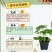 #草莓苗#草莓苗草莓苗杯苗草莓苗批发草莓苗四季草莓苗