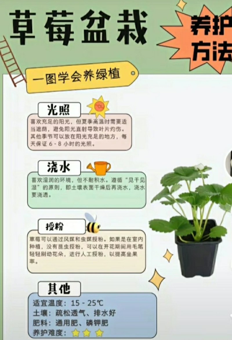 #草莓苗#草莓苗草莓苗杯苗草莓苗批发草莓苗四季草莓苗