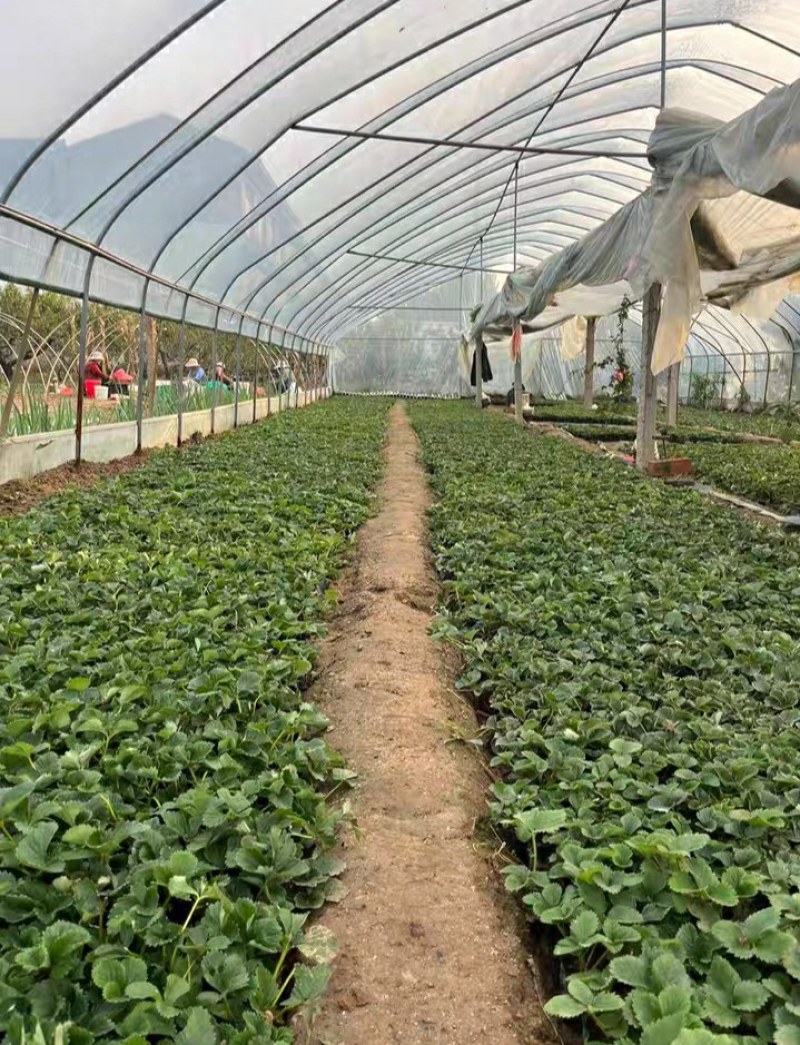 #草莓苗#草莓苗草莓苗杯苗草莓苗批发草莓苗四季草莓苗