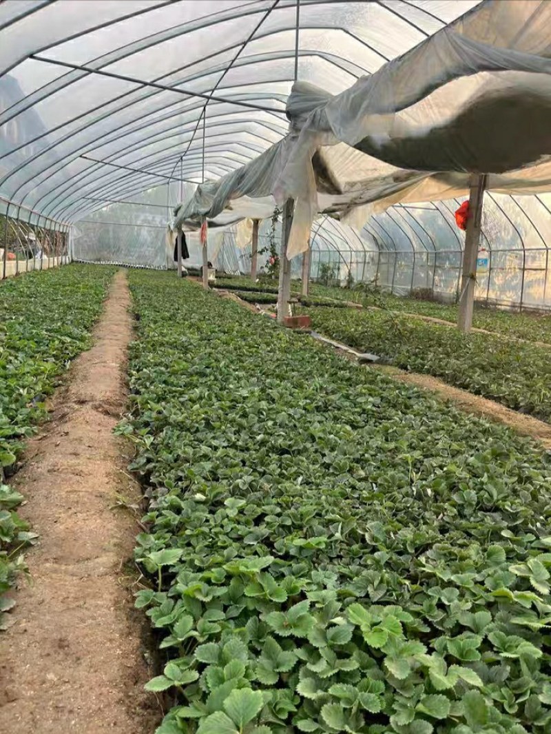 #草莓苗#草莓苗草莓苗杯苗草莓苗批发草莓苗四季草莓苗