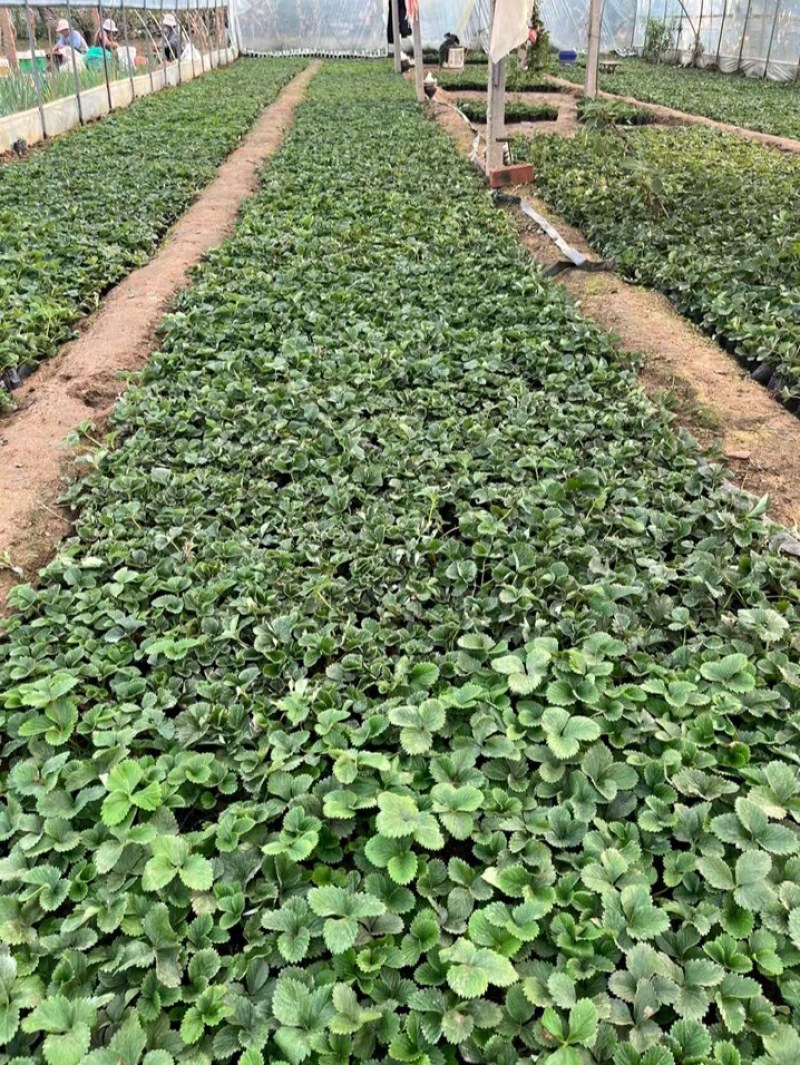 #草莓苗#草莓苗草莓苗杯苗草莓苗批发草莓苗四季草莓苗