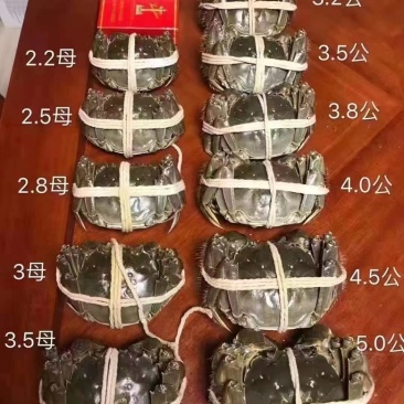 湖北大闸蟹需要的可以直接联系我，保证货的品质杠杠的