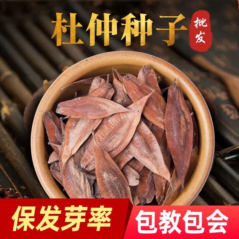 杜仲种子当年新籽发芽率高耐寒耐干旱免费技术指导