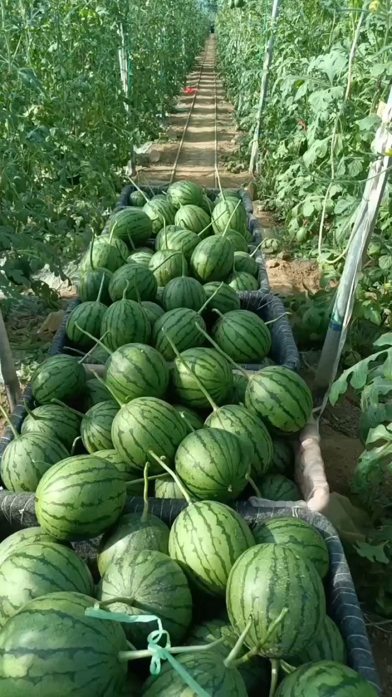 商河珍珠红西瓜黑粒脆甜，入口即化，大工棚种植