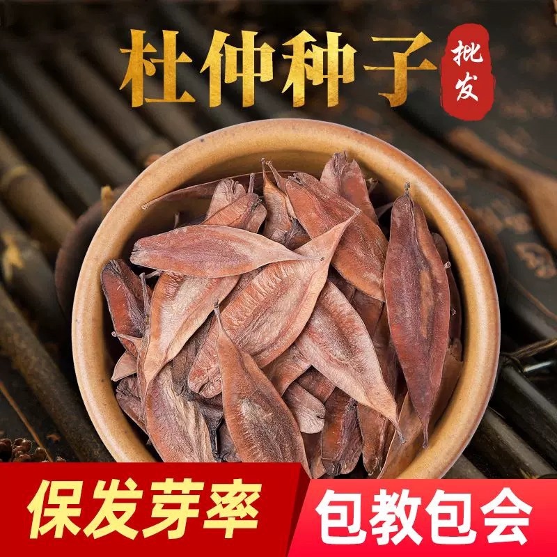 杜仲种子当年新籽发芽率高耐寒耐干旱免费技术指导