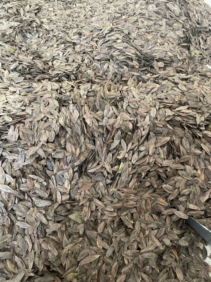 杜仲种子当年新籽发芽率高耐寒耐干旱免费技术指导