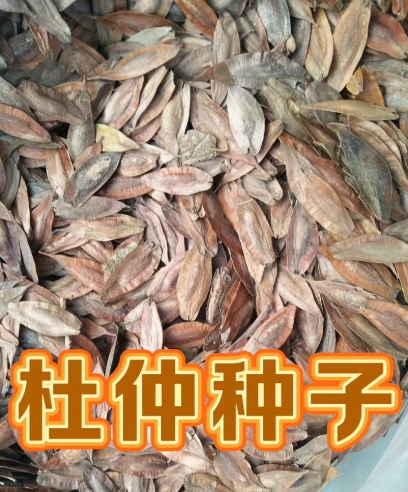 杜仲种子当年新籽发芽率高耐寒耐干旱免费技术指导