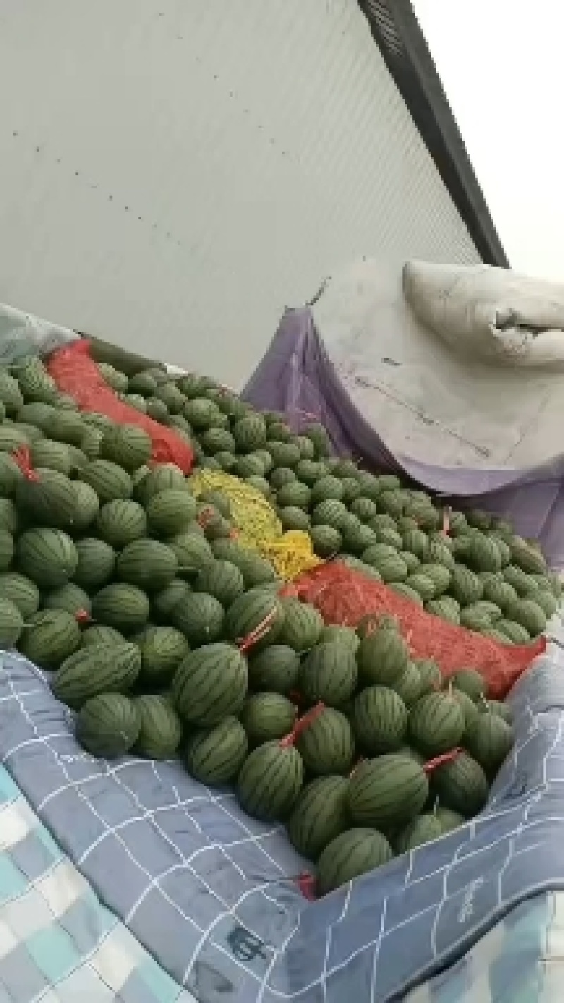 商河珍珠红西瓜黑粒脆甜，入口即化，大工棚种植