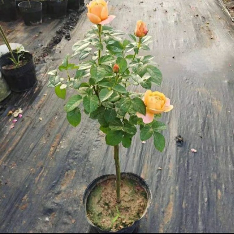 树桩月季棒棒糖月季四季开花大花浓香树状月季大朵月季花