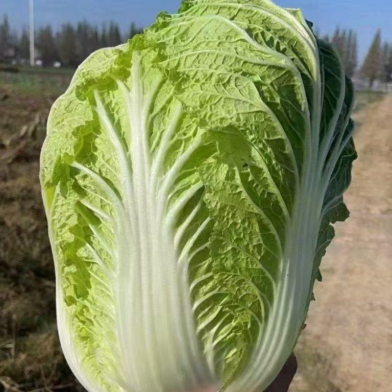 汉中产区大白菜义和秋大白菜产地直供，一手货源全国代发
