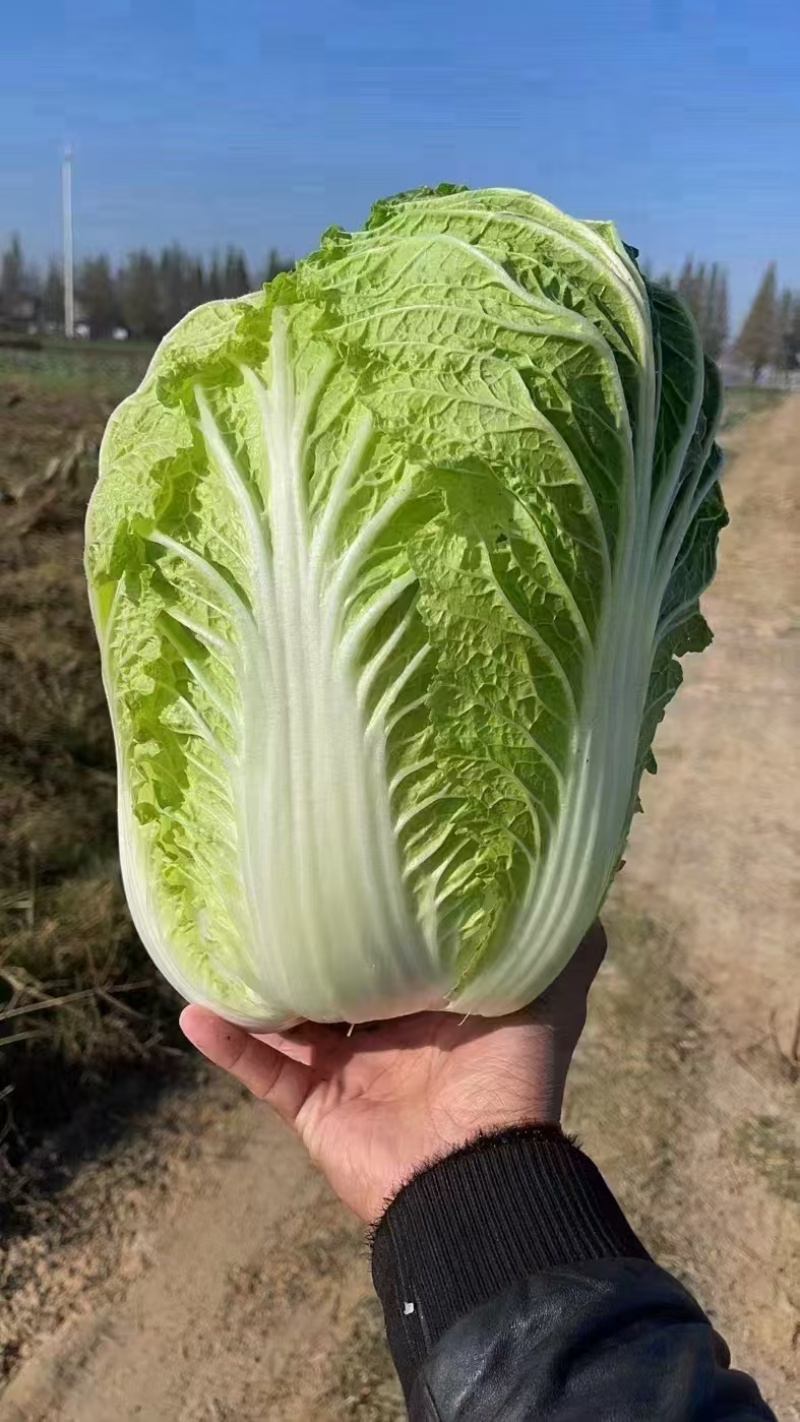 汉中产区大白菜义和秋大白菜产地直供，一手货源全国代发