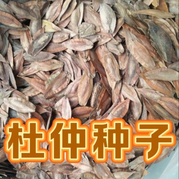 杜仲种子新杜仲树籽发芽率高适应能力强提供种植技术