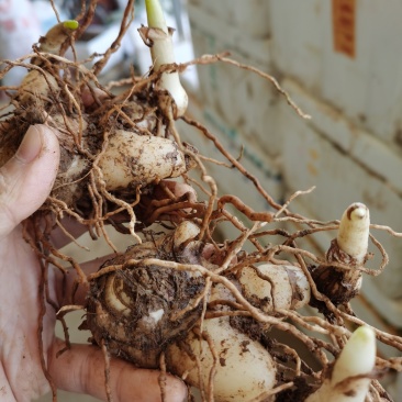 纯紫花宽叶巨茎大白芨