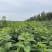 杜仲种子新杜仲树籽发芽率高适应能力强提供种植技术