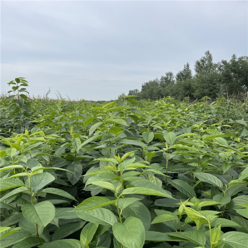 杜仲种子新杜仲树籽发芽率高适应能力强提供种植技术