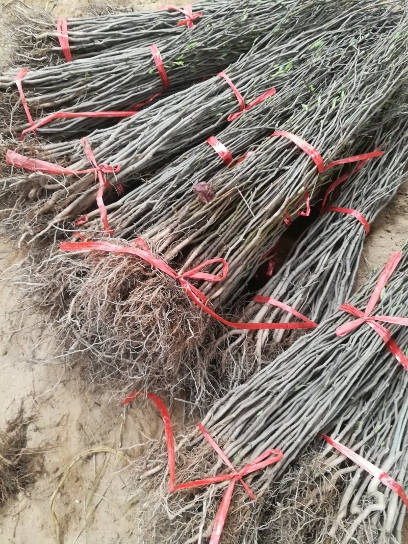 杜仲种子新杜仲树籽发芽率高适应能力强提供种植技术