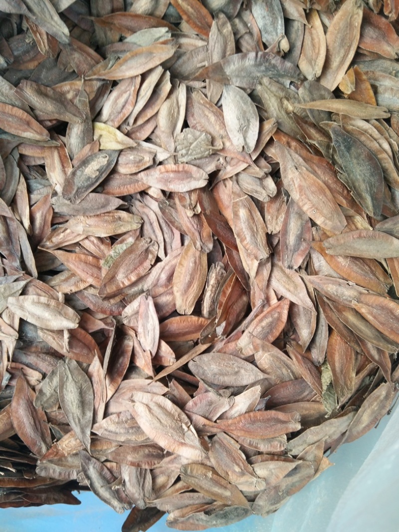 杜仲种子新杜仲树籽发芽率高适应能力强提供种植技术