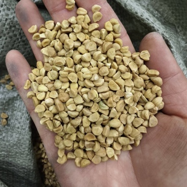 牵牛子白丑黑丑药用二丑常年供应各种中药材
