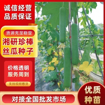 湘研珍棒早熟抗病性好转批快瓜型匀称