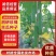 湘研珍棒早熟抗病性好转批快瓜型匀称
