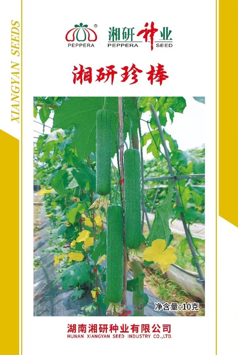 湘研珍棒早熟抗病性好转批快瓜型匀称
