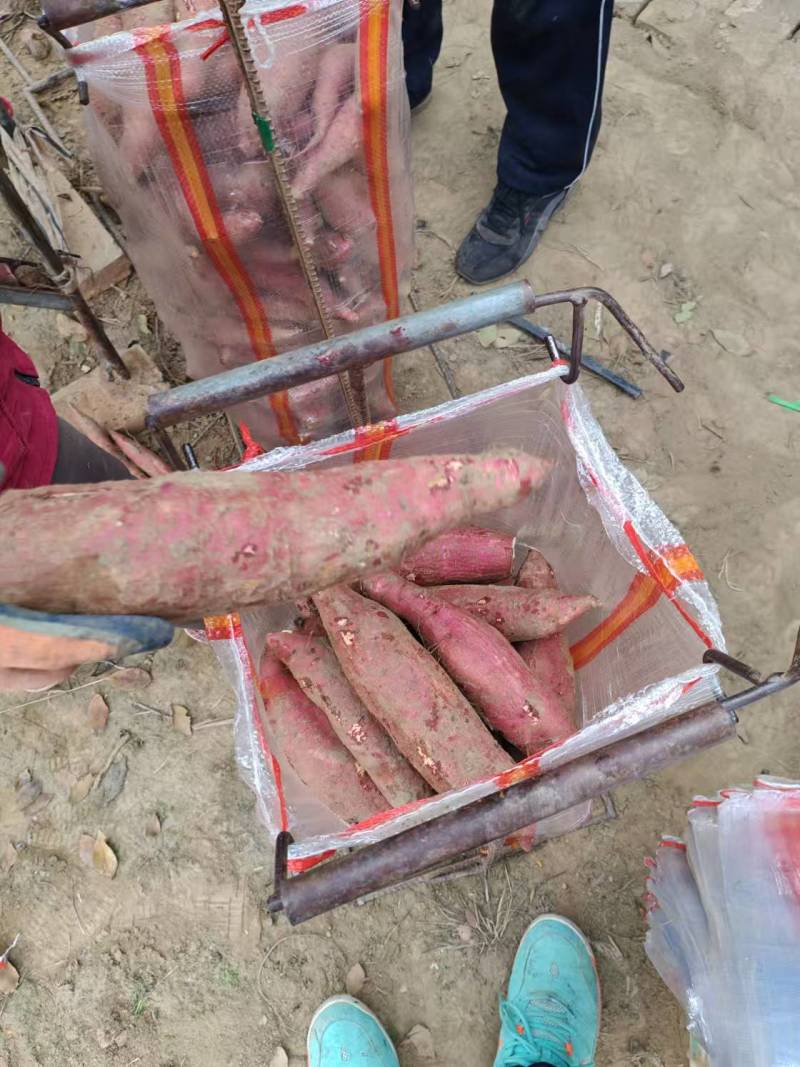 白心淀粉红薯大量供应市场货，粉厂货