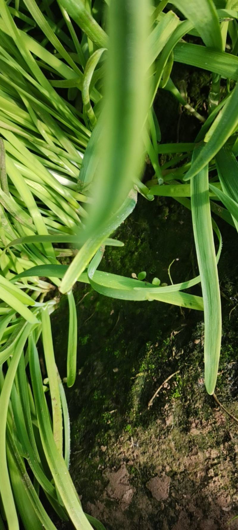 韭菜