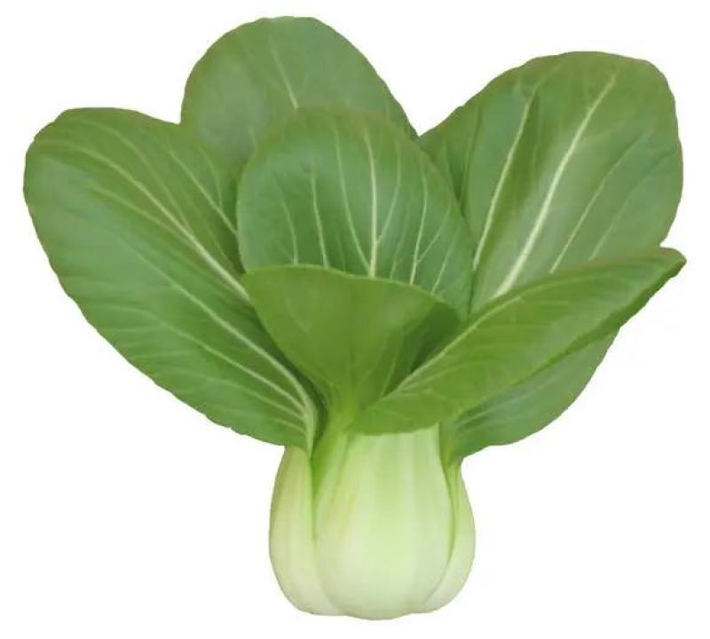 油菜精品