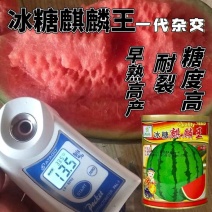 善高冰糖麒麟王西瓜种子改良8424替代美都品种抗裂早熟超