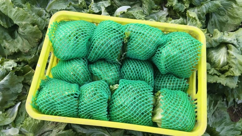 推荐河北邯郸精品球生菜量大价优