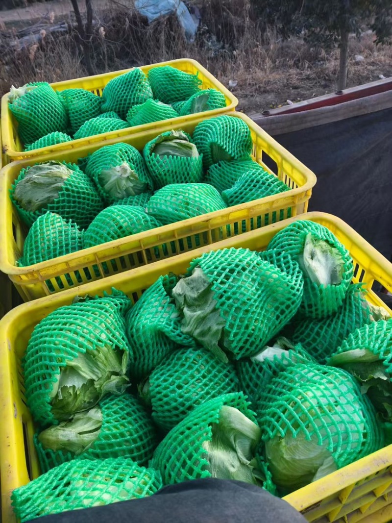 推荐河北邯郸精品球生菜量大价优