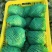 推荐河北邯郸精品球生菜量大价优