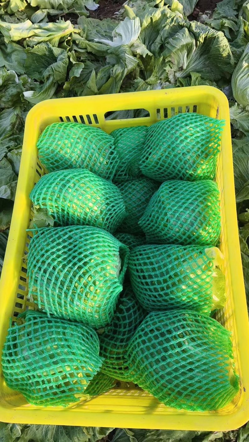推荐河北邯郸精品球生菜量大价优